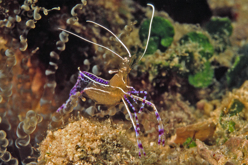 Pederson Cleaner Shrimp (Ancylomenes pedersoni)
