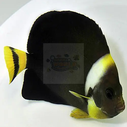 Personifer Angel (Chaetodontoplus meredithi) - Marine World Aquatics