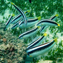Picta Wrasse (Coris picta) - Marine World Aquatics