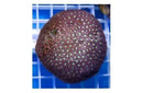 Pinapple Star (Montastrea spp) - Marine World Aquatics