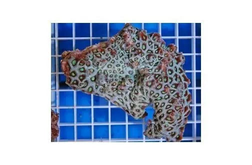 Pinapple War (Favites spp) - Marine World Aquatics