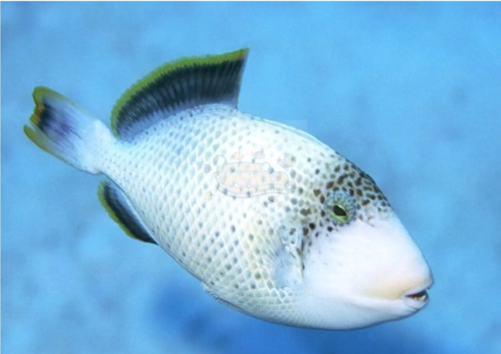 Pineapple Trigger (Pseudobalistes flavimarginatus) - Marine World Aquatics