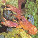 Pink Lobster (Enoplometopus daumi) - Marine World Aquatics