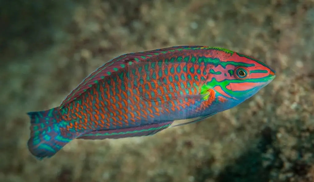 Pinkface Wrasse (Halichoeres ornatissimus) - Marine World Aquatics