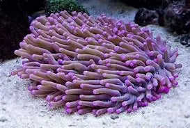 Plate Long Tenticle Coral Sea (Heliofungia spp) - Marine World Aquatics