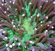 Plate Long Tenticle Coral Sea (Heliofungia spp) - Marine World Aquatics