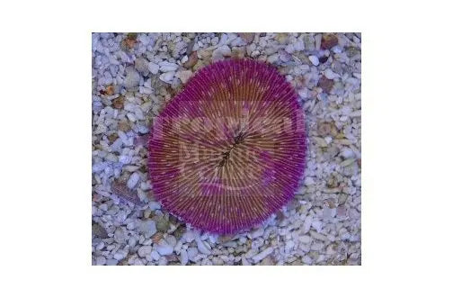 Plate Short Tenticle (Fungia spp) - Marine World Aquatics