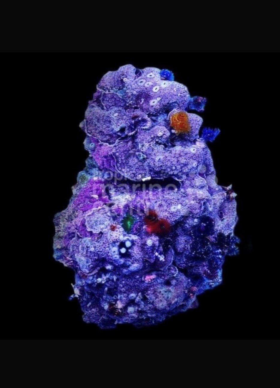 Giant Plum Rock (Porites spp)