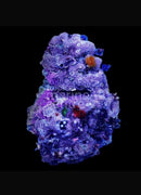 Giant Plum Rock (Porites spp)