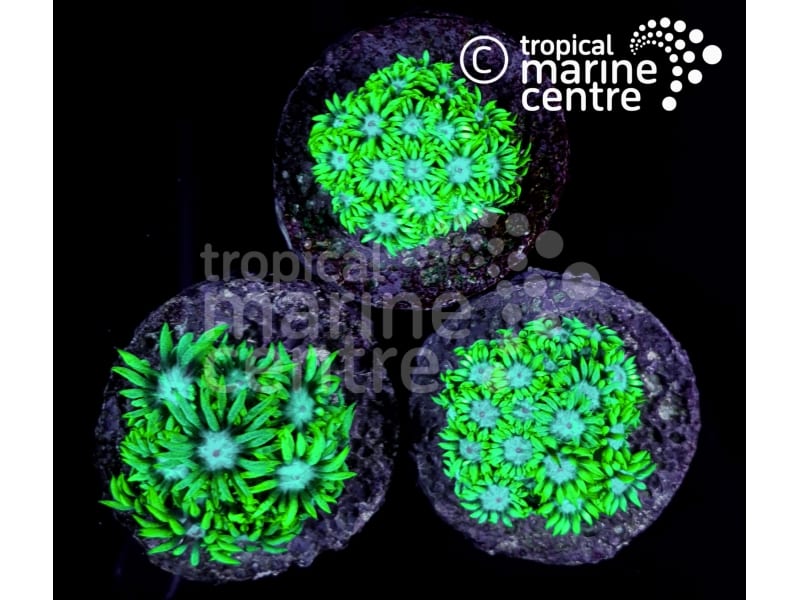 x1 Pom Pom Short Tentacle Frag