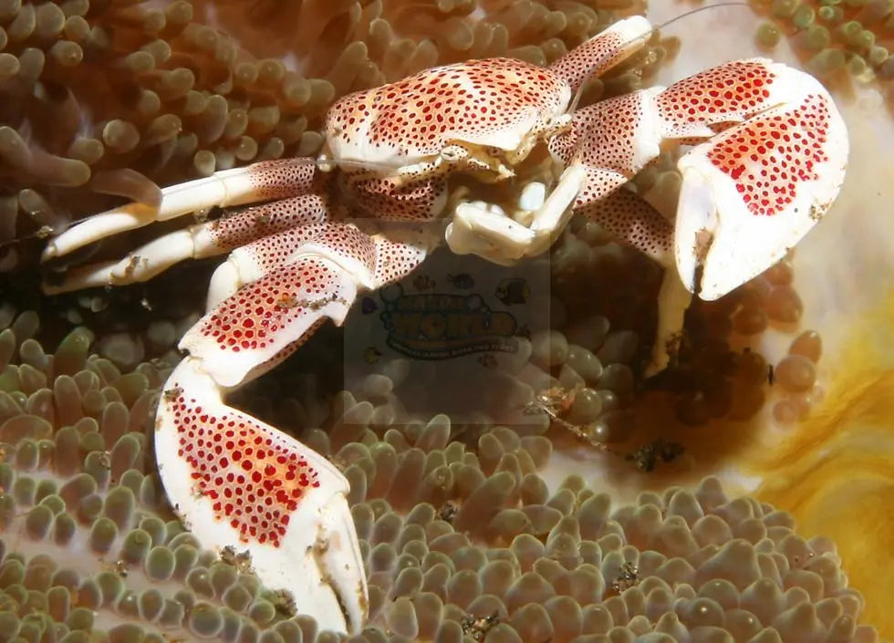 Porcelain Crab (Petrolisthes australiensis) - Marine World Aquatics