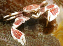 Porcelain Crab (Petrolisthes australiensis) - Marine World Aquatics