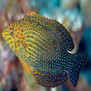 Potter's Wrasse (Macropharyngodon geoffroy) - Marine World Aquatics