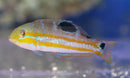 Pudding Wife Wrasse (Halichoeres radiatus) - Marine World Aquatics