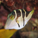 Puffer - Smith's Gold Spot (Canthigaster coronata) - Marine World Aquatics