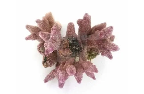 Purple Branch (Porites spp) - Marine World Aquatics