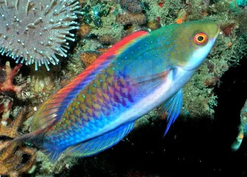 Purple Dwarf Parrot (Cirrhilabrus cyanopleura) - Marine World Aquatics