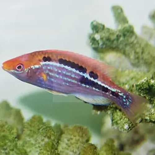 Purple Stripe Dwarf Parrot (Cirrhilabrus lubbocki) - Marine World Aquatics