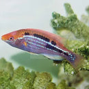 Purple Stripe Dwarf Parrot (Cirrhilabrus lubbocki) - Marine World Aquatics