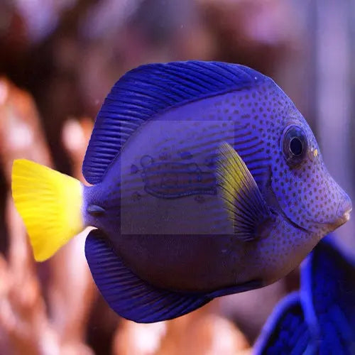 Purple Tang (Zebrasoma xanthurum) - Marine World Aquatics