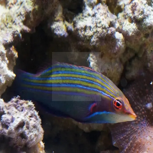 Pyjama Wrasse - Hawaiian (Pseudocheilinus tetrataenia) - Marine World Aquatics