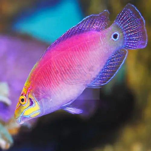 Pyjama Wrasse - Lilac (Pseudocheilinus ocellatus) - Marine World Aquatics
