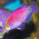 Pyjama Wrasse - Lilac (Pseudocheilinus ocellatus) - Marine World Aquatics