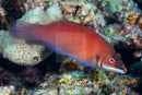 Pyjama Wrasse - Secretive (Pseudocheilinus evanidus) - Marine World Aquatics