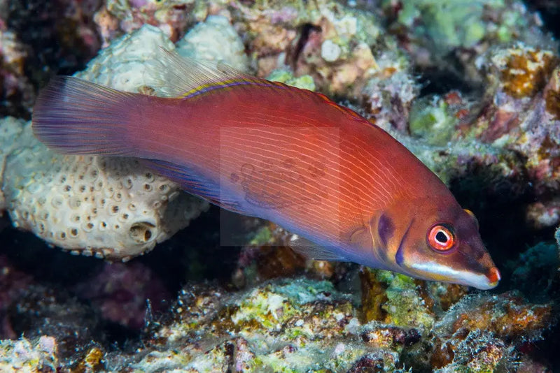 Pyjama Wrasse - Secretive (Pseudocheilinus evanidus) - Marine World Aquatics