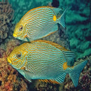 Rabbit - Dot Dash (Siganus lineatus) - Marine World Aquatics