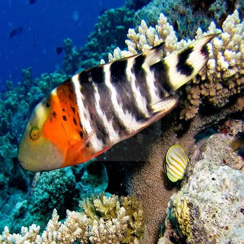 Red Breasted Hog (Cheilinus fasciatus) - Marine World Aquatics