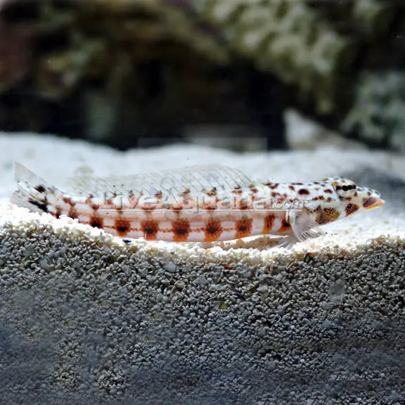 Red Checked Blenny (Parapercis spp.) - Marine World Aquatics