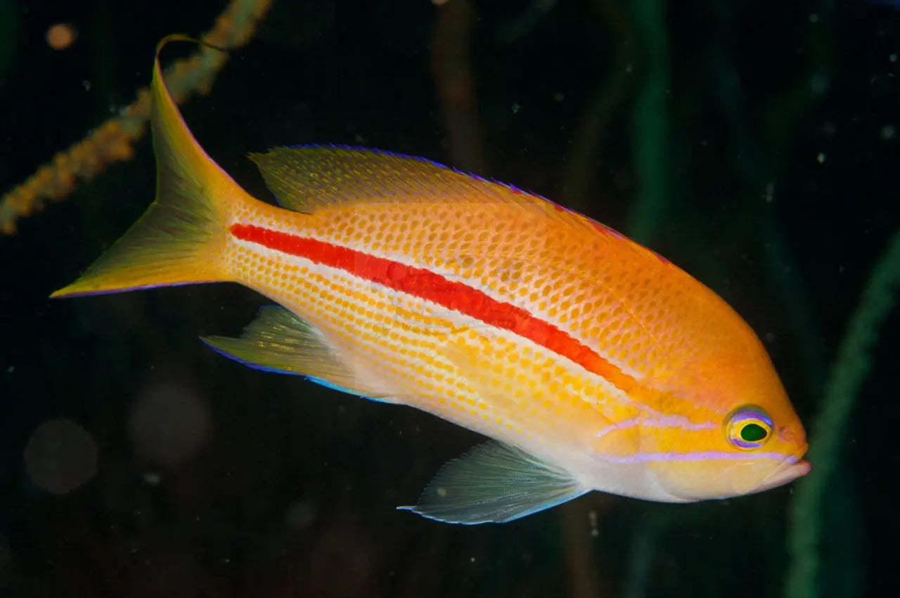 Red Line Pygmy Basslet (Pseudochromis sp) - Marine World Aquatics