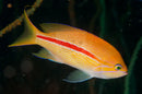 Red Line Pygmy Basslet (Pseudochromis sp) - Marine World Aquatics