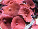 Red Mushroom Rock  (Discosoma cardinalis) - Marine World Aquatics
