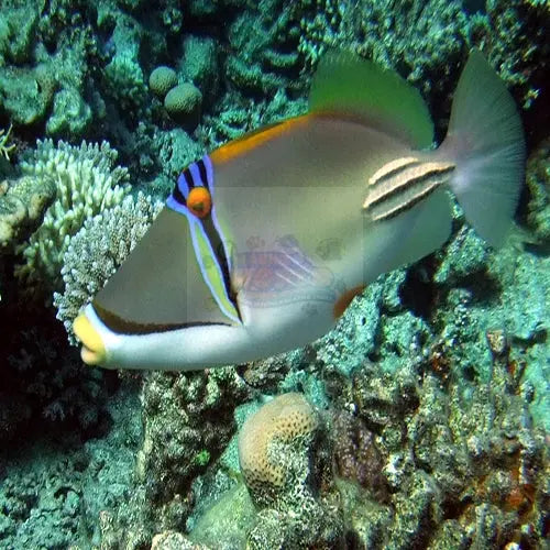 Red Sea Trigger (Rhinecanthus assasi) - Marine World Aquatics