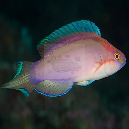Red Shimmering Dwarf Parrot (Cirrhilabrus lanceolatus) - Marine World Aquatics