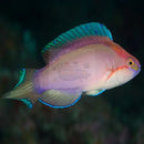 Red Shimmering Dwarf Parrot (Cirrhilabrus lanceolatus) - Marine World Aquatics