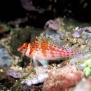 Red Spotted Hawkfish (Cirrhitichthys falco) - Marine World Aquatics