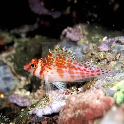 Red Spotted Hawkfish (Cirrhitichthys falco) - Marine World Aquatics