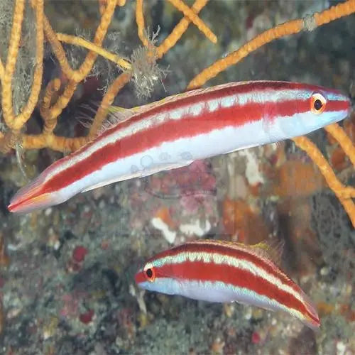 Red Stripe Hog - West Ind Ocean (Terelabrus rubrovittatus) - Marine World Aquatics