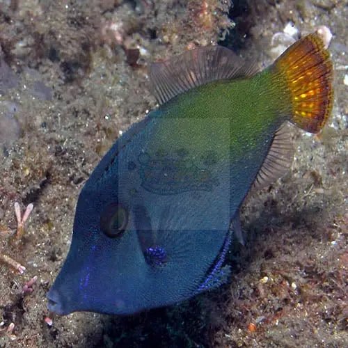 Red Filefish Discover Filefish Collection