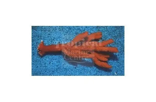 Red Tree Sponge (Ptilocaulis spp) - Marine World Aquatics