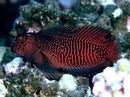 Red Scribble Blenny 