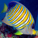 Regal Angel - (Pygoplites diacanthus) - Marine World Aquatics