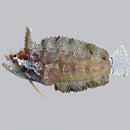 Rhino blenny (Paraclinus marmoratus) - Marine World Aquatics