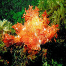 Rhinopias - Hairy (Rhinopias frondosa) - Marine World Aquatics