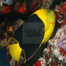 Rock Beauty (Holacanthus tricolor) - Marine World Aquatics