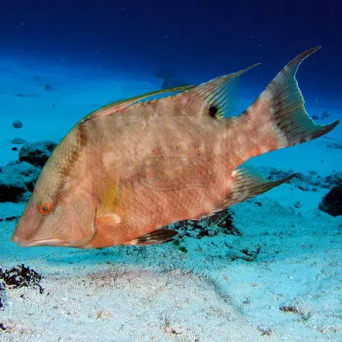 Rooster Hog (Lachnolaimus maximus) - Marine World Aquatics