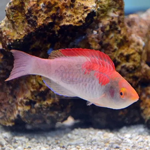 Rosy Dwarf Parrot (Cirrhilabrus adornatus) - Marine World Aquatics